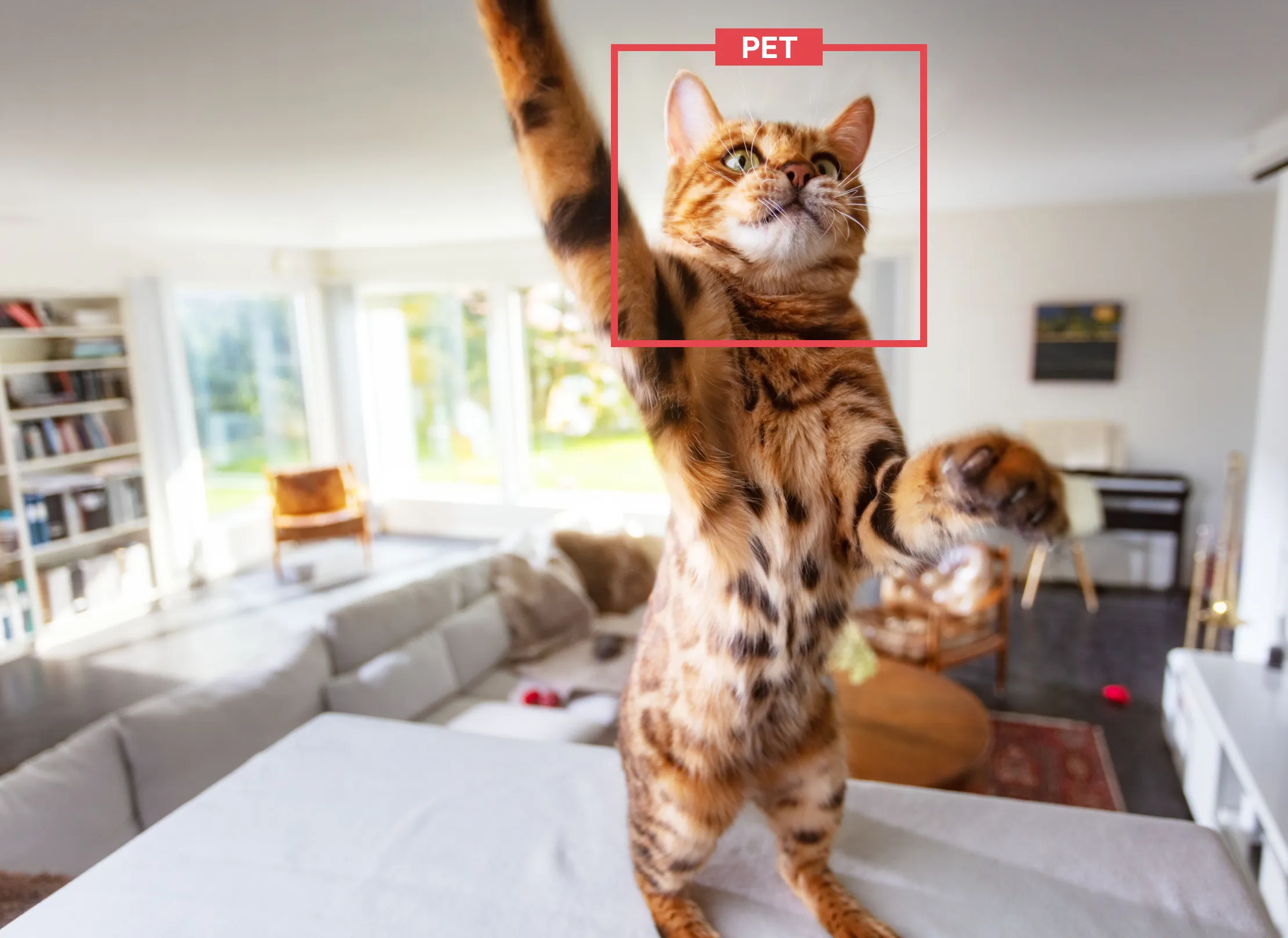 Deteção inteligente capaz de diferenciar entre humanos e animais de estimação